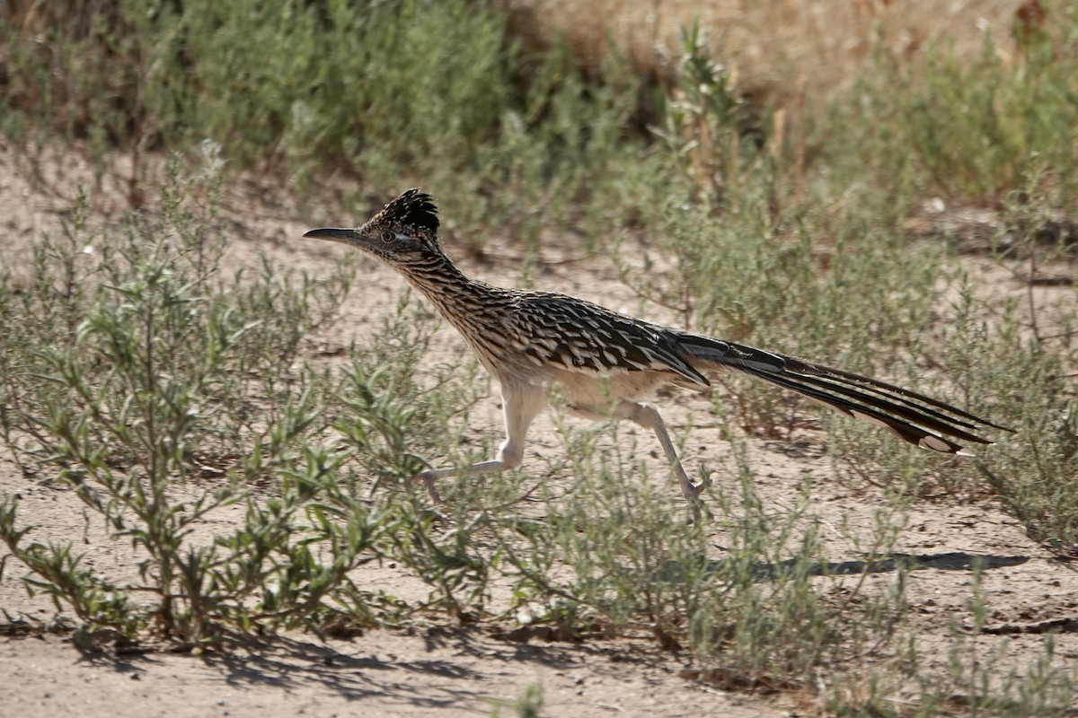 Greater Roadrunner - ML620611504