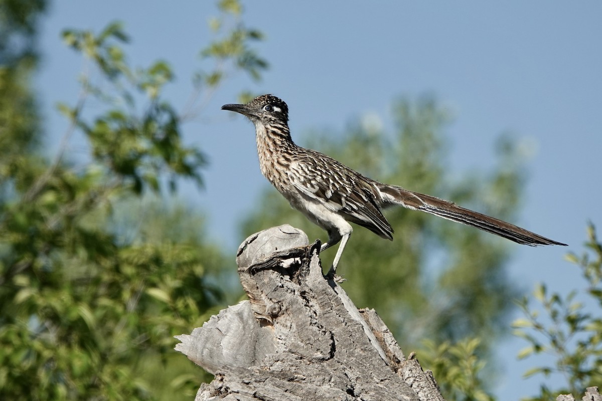 Greater Roadrunner - ML620611509