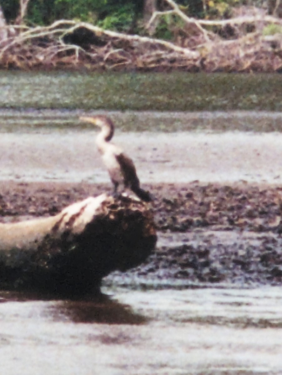 Anhinga Americana - ML620611510