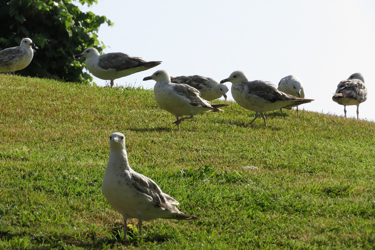 Gaviota Patiamarilla - ML620611516