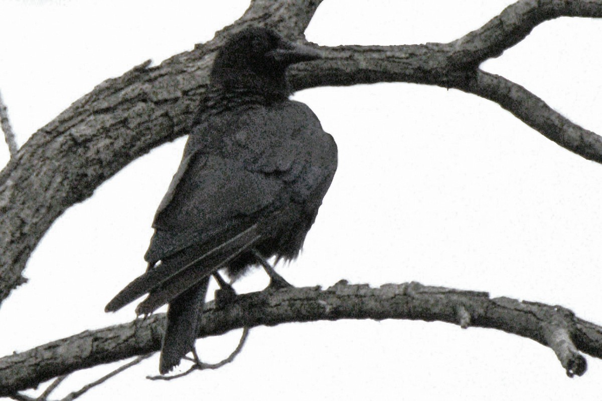 American Crow - ML620611520