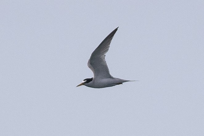 Least Tern - ML620611523