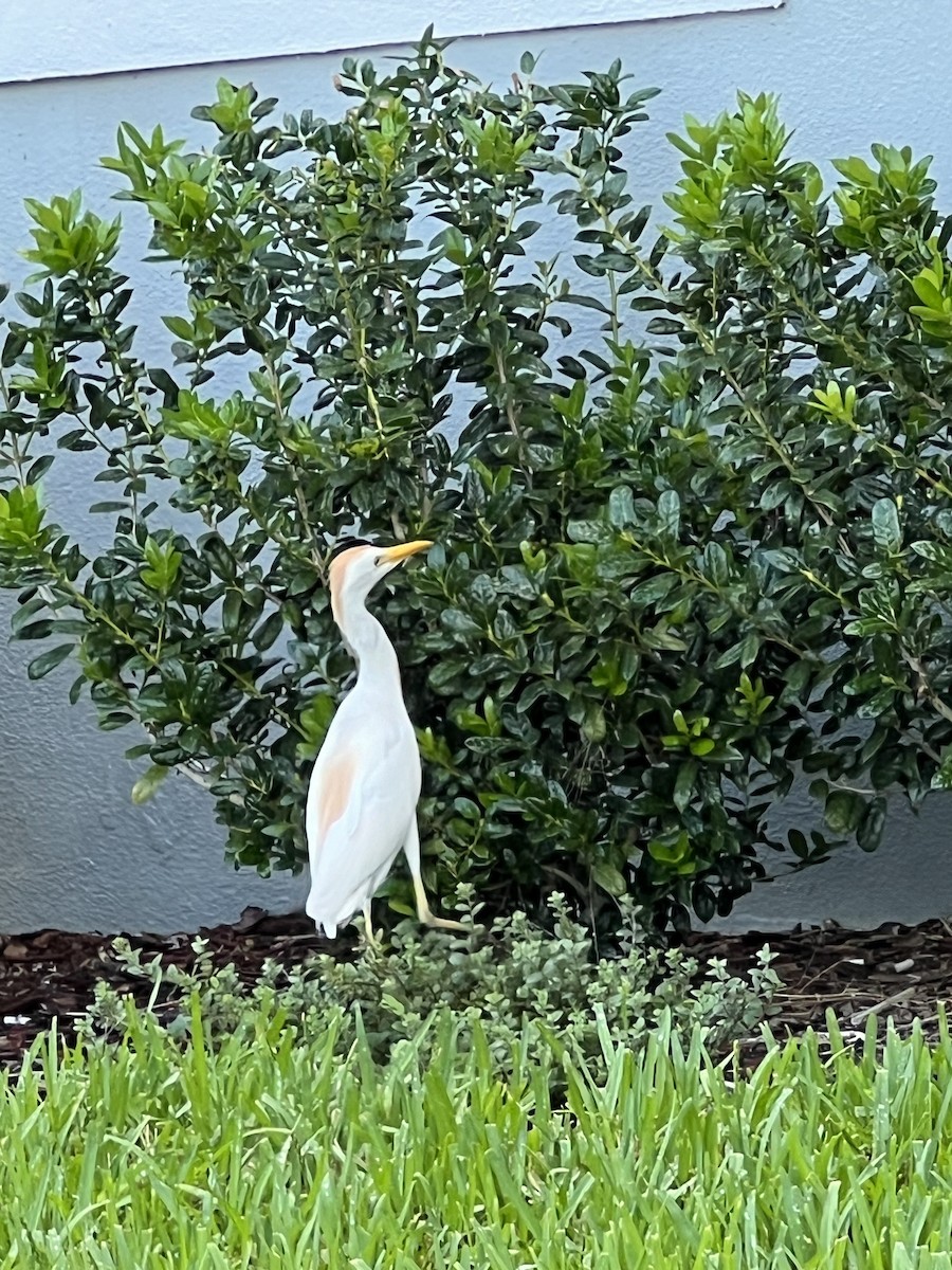 Western Cattle Egret - ML620611525