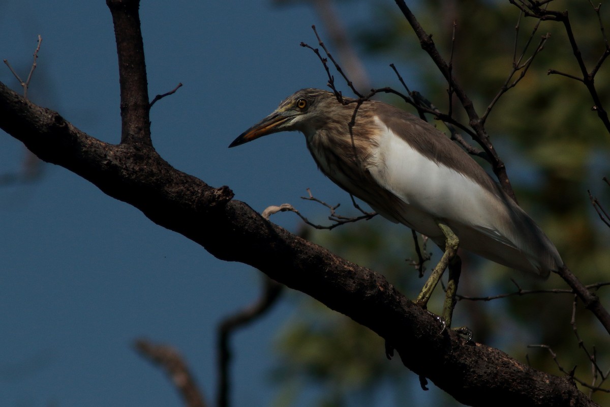 pond-heron sp. - ML620611528