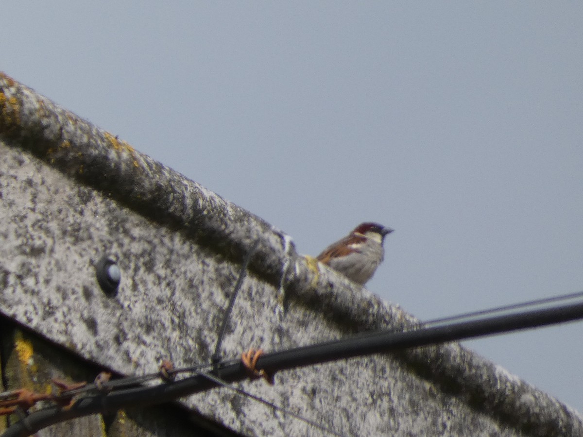 House Sparrow - ML620611530