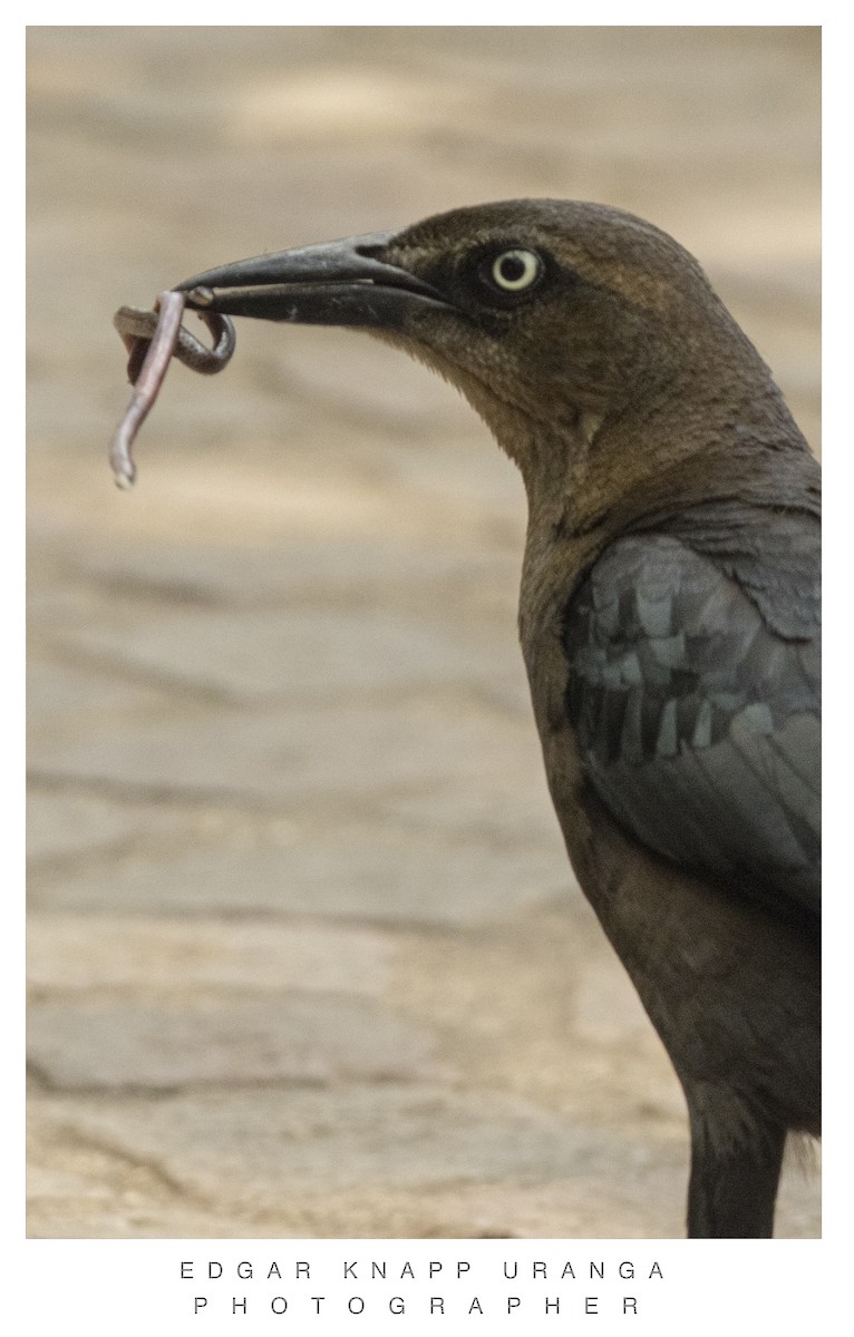 Great-tailed Grackle - ML620611532