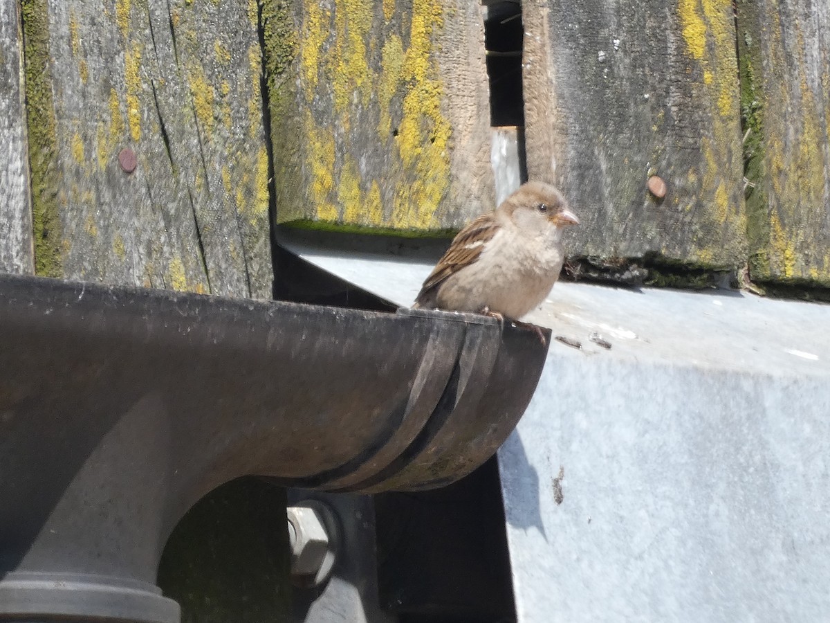 House Sparrow - ML620611534