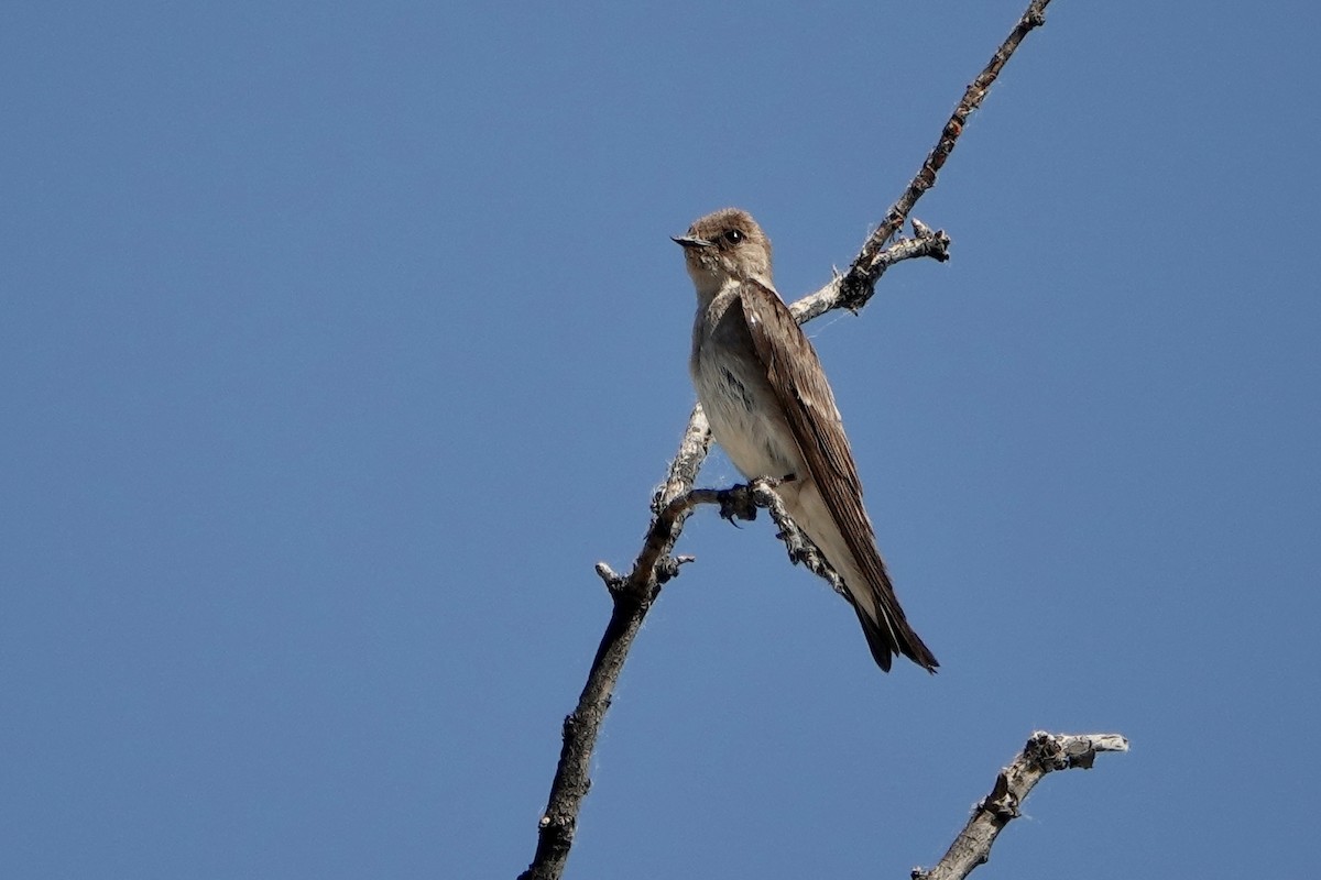 Northern Rough-winged Swallow - ML620611536