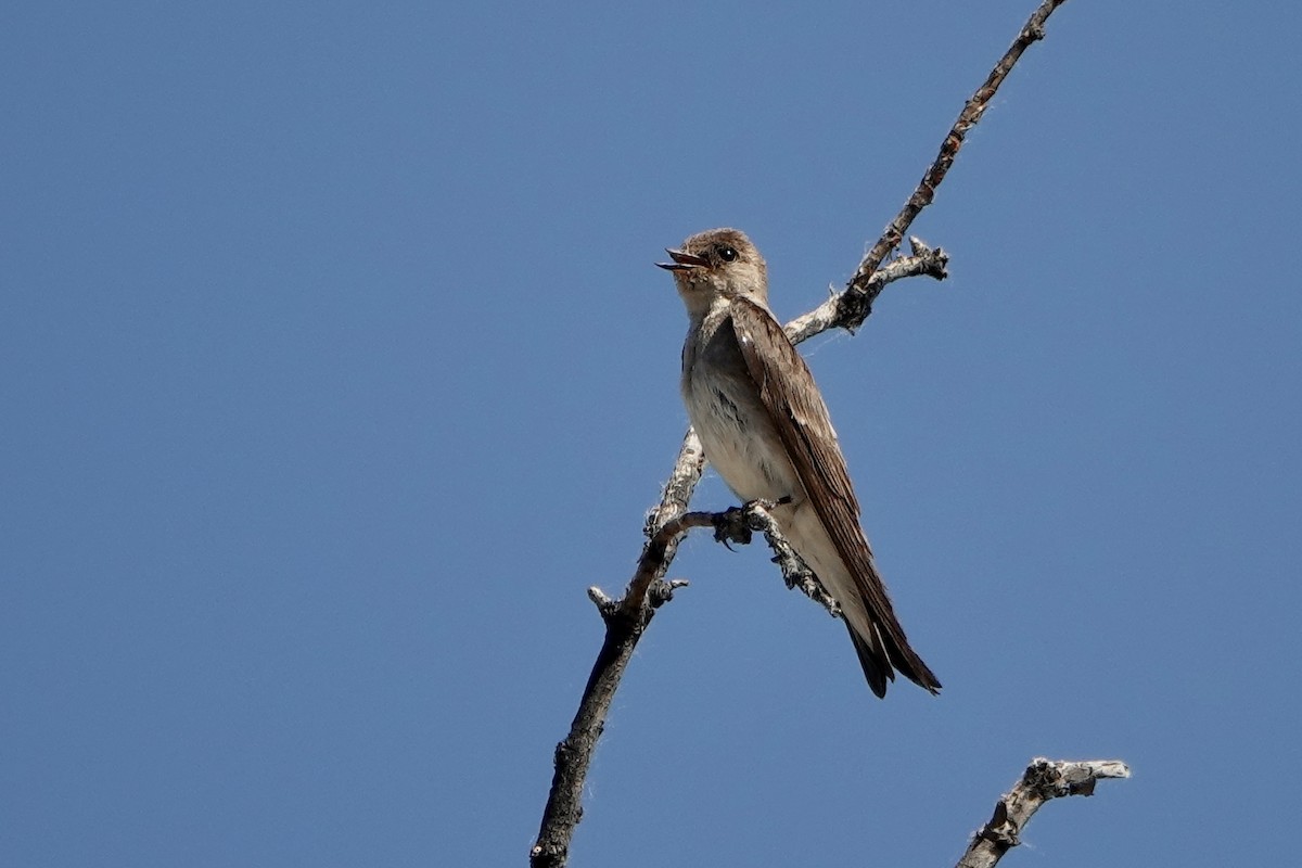 Northern Rough-winged Swallow - ML620611539