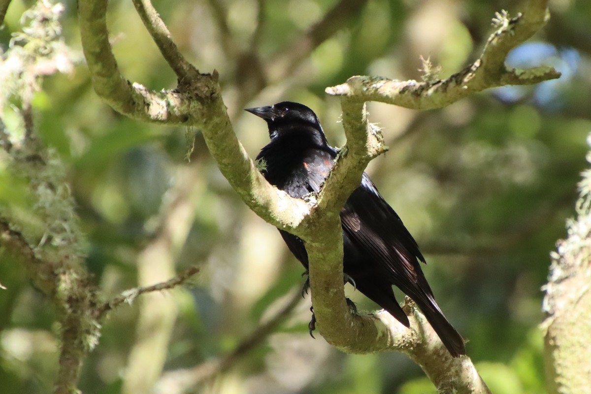 Red-winged Blackbird (California Bicolored) - Mace Mayor