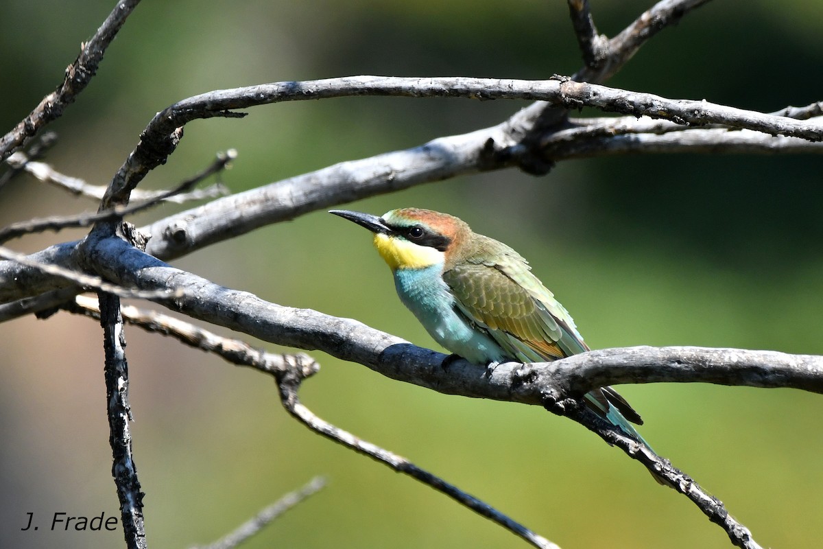 European Bee-eater - ML620611548