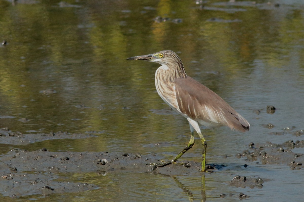 Ardeola sp. - ML620611550