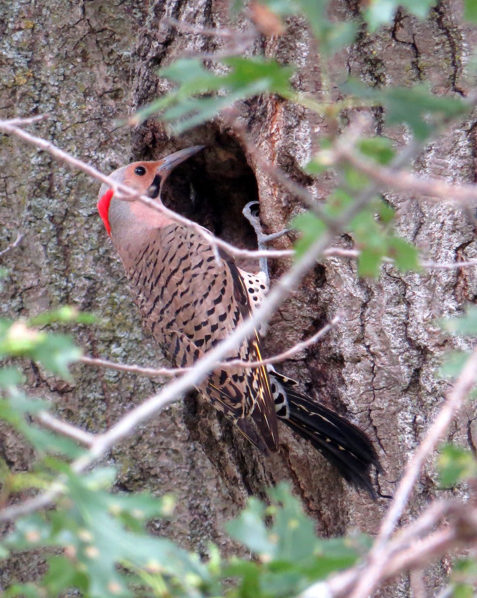 Northern Flicker - Pam Campbell