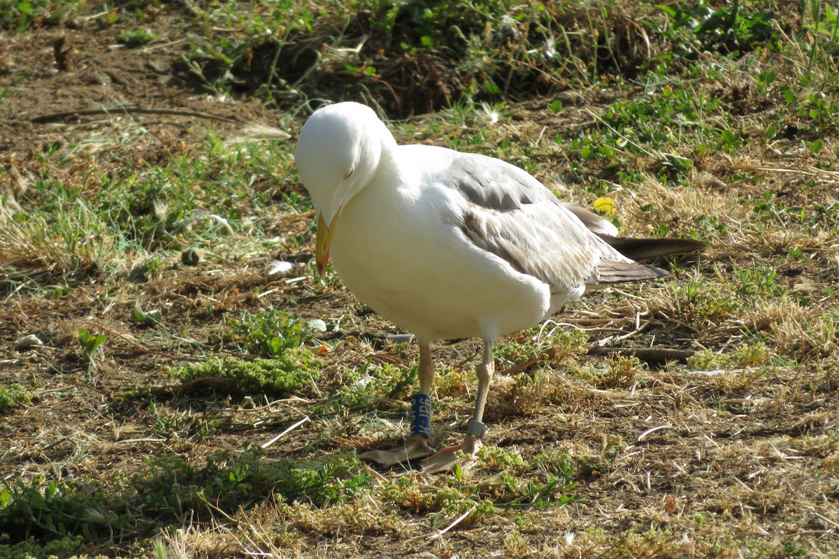 Goéland leucophée - ML620611558