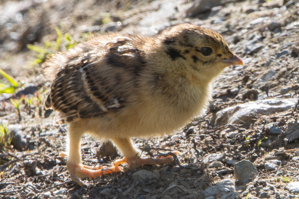 Gallo Fuliginoso - ML620611560