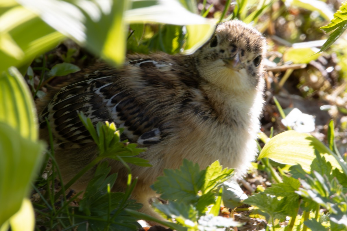 Gallo Fuliginoso - ML620611563