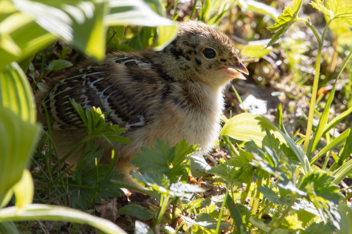 Sooty Grouse - Dylan Osterhaus