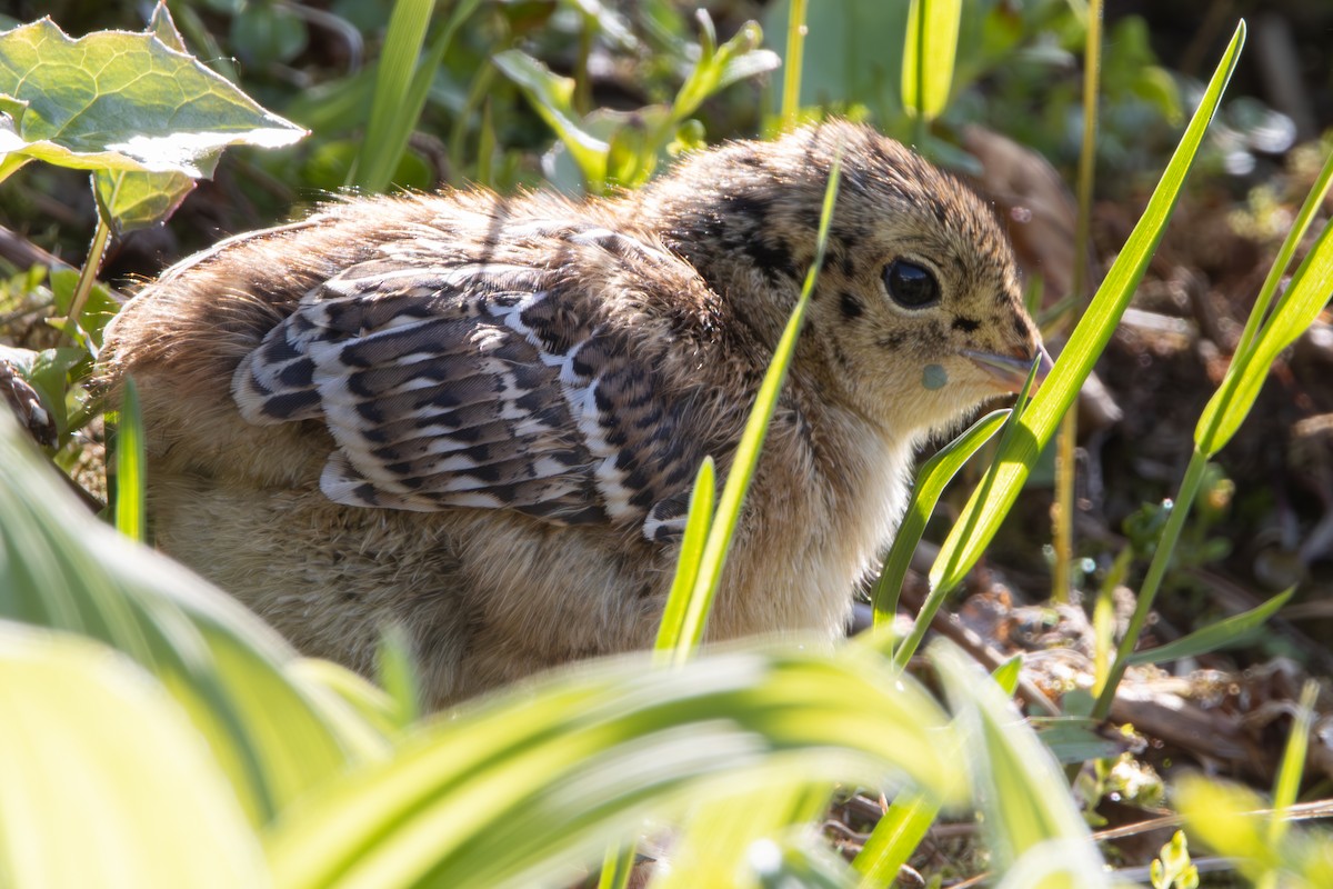 ススイロライチョウ - ML620611565