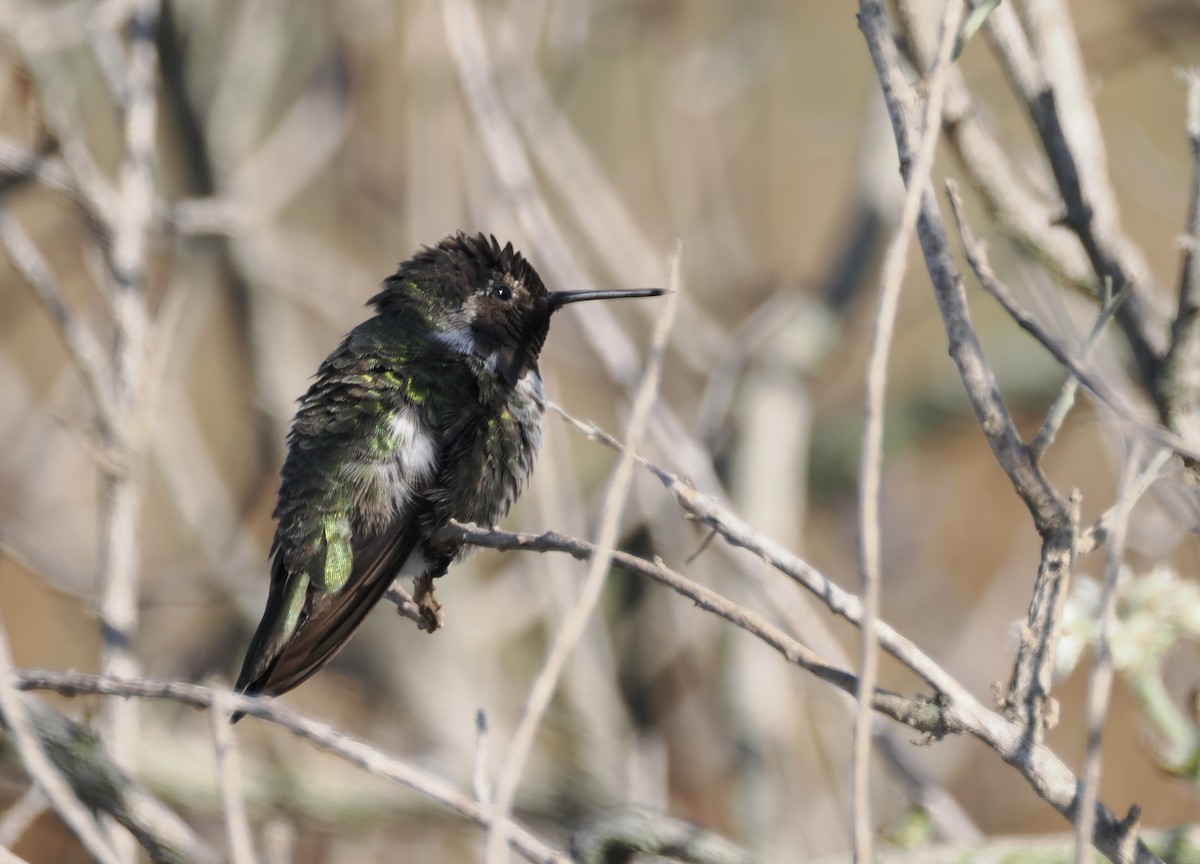 Anna's Hummingbird - ML620611566