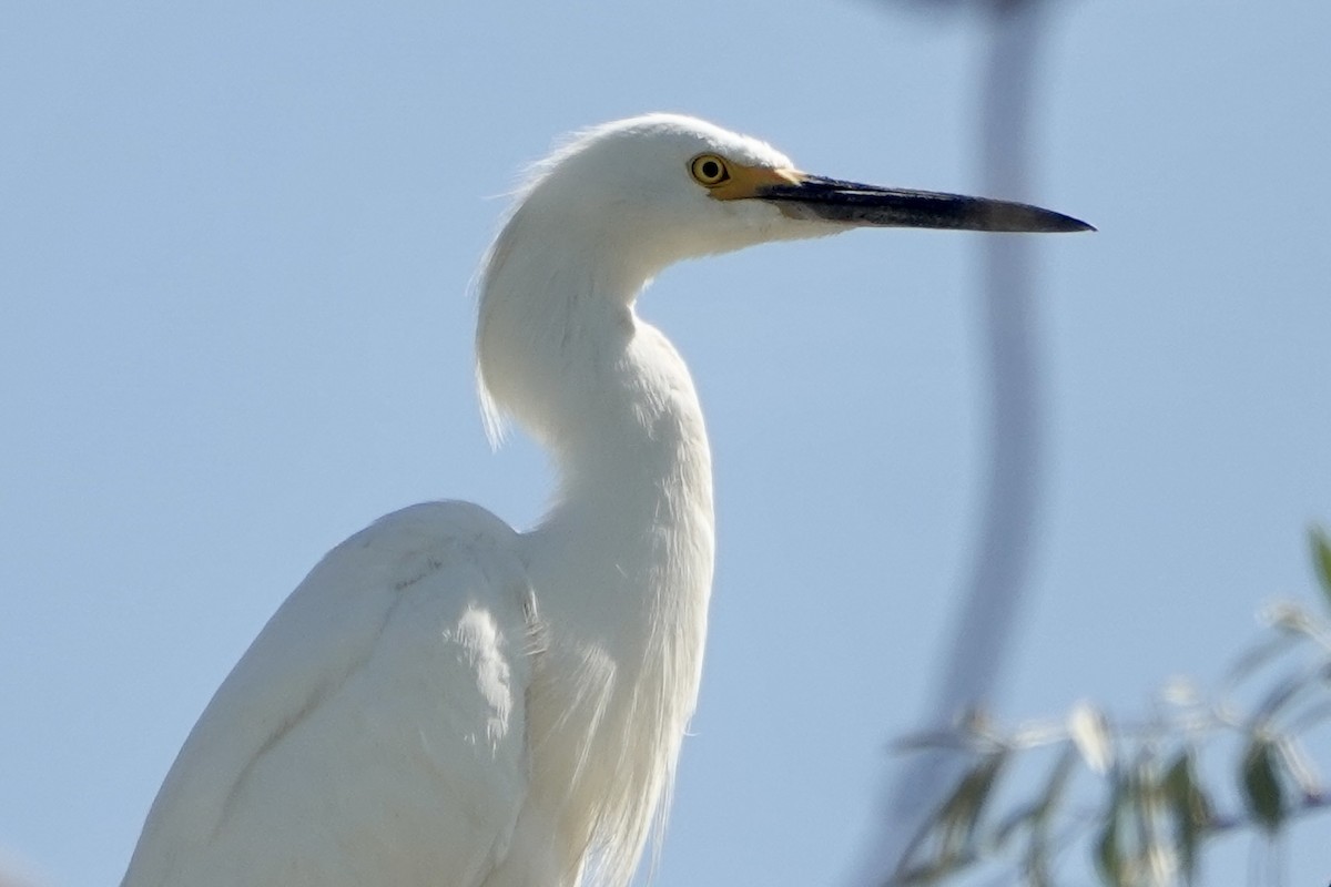 Snowy Egret - ML620611570