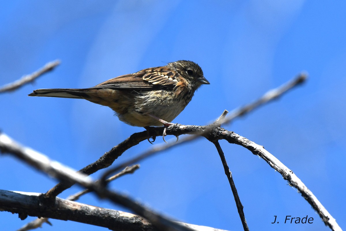 European Stonechat - ML620611576