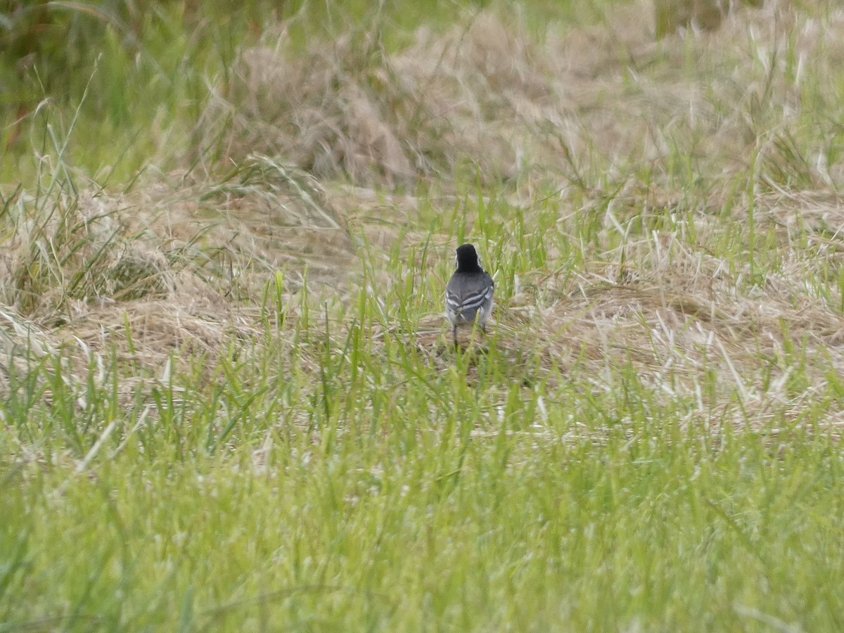 White Wagtail - ML620611577