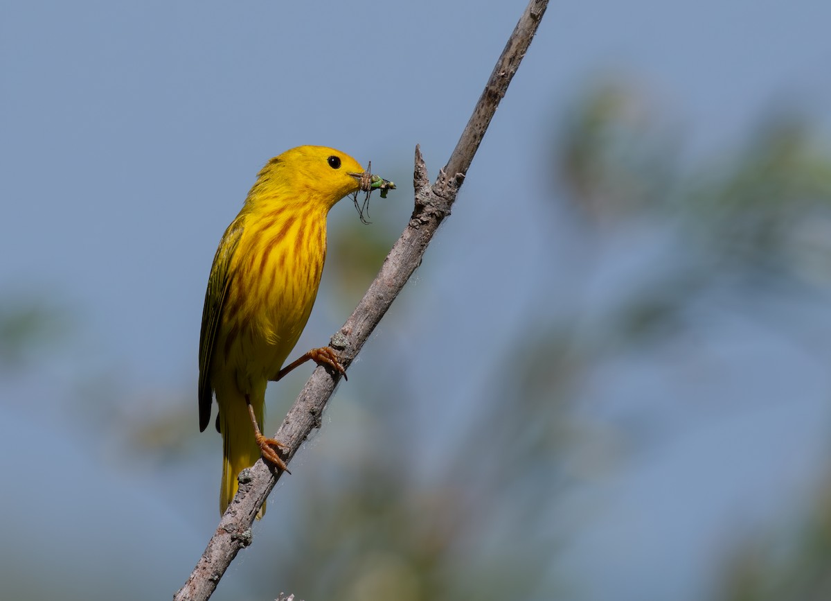 Yellow Warbler - ML620611580