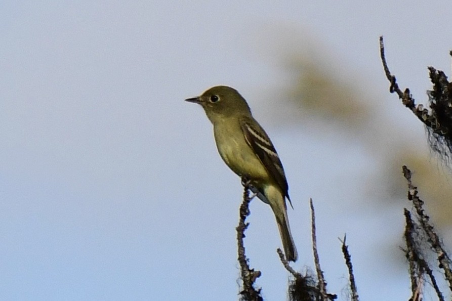 Yellow-bellied Flycatcher - ML620611583