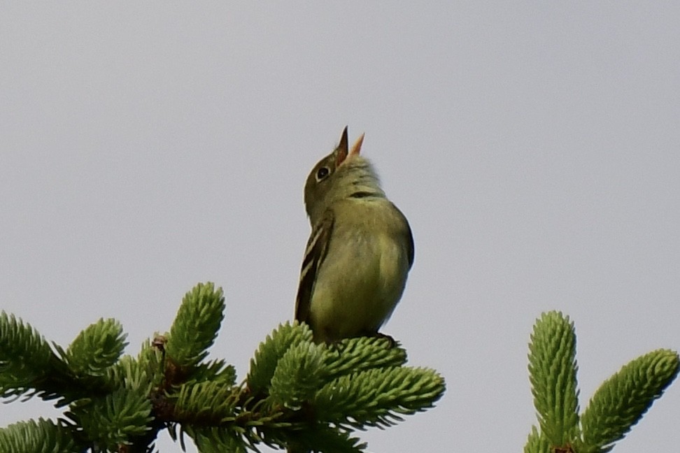 Yellow-bellied Flycatcher - ML620611584