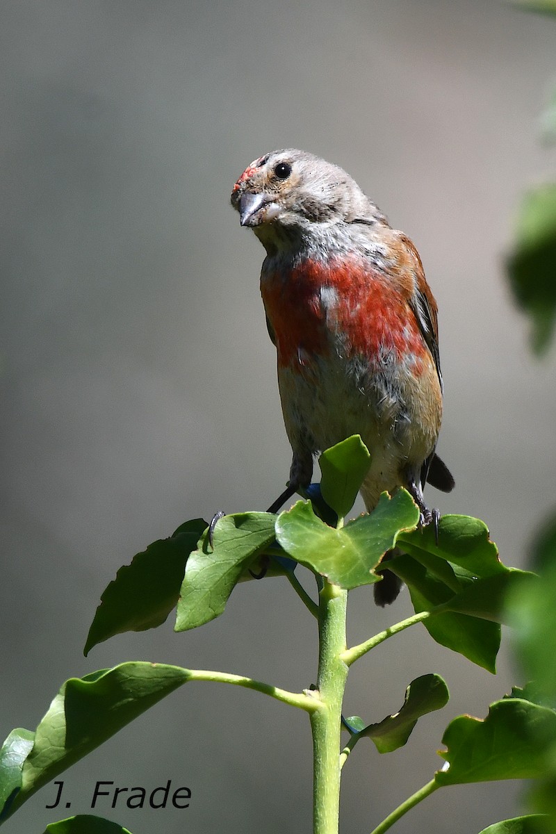 Eurasian Linnet - ML620611586