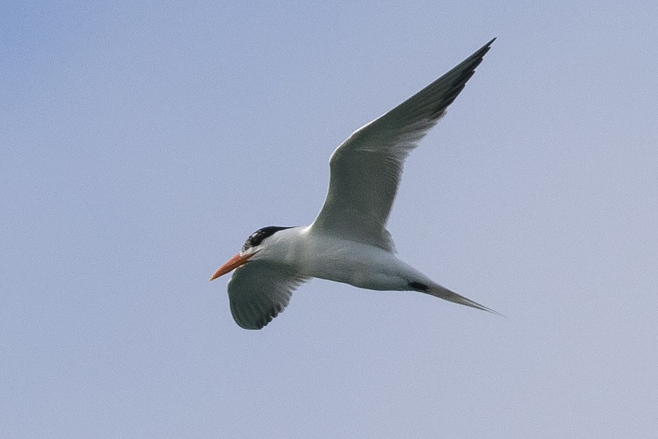 Royal Tern - ML620611587