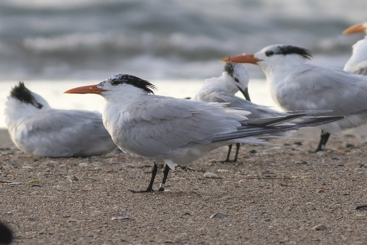 Royal Tern - Martin Wall