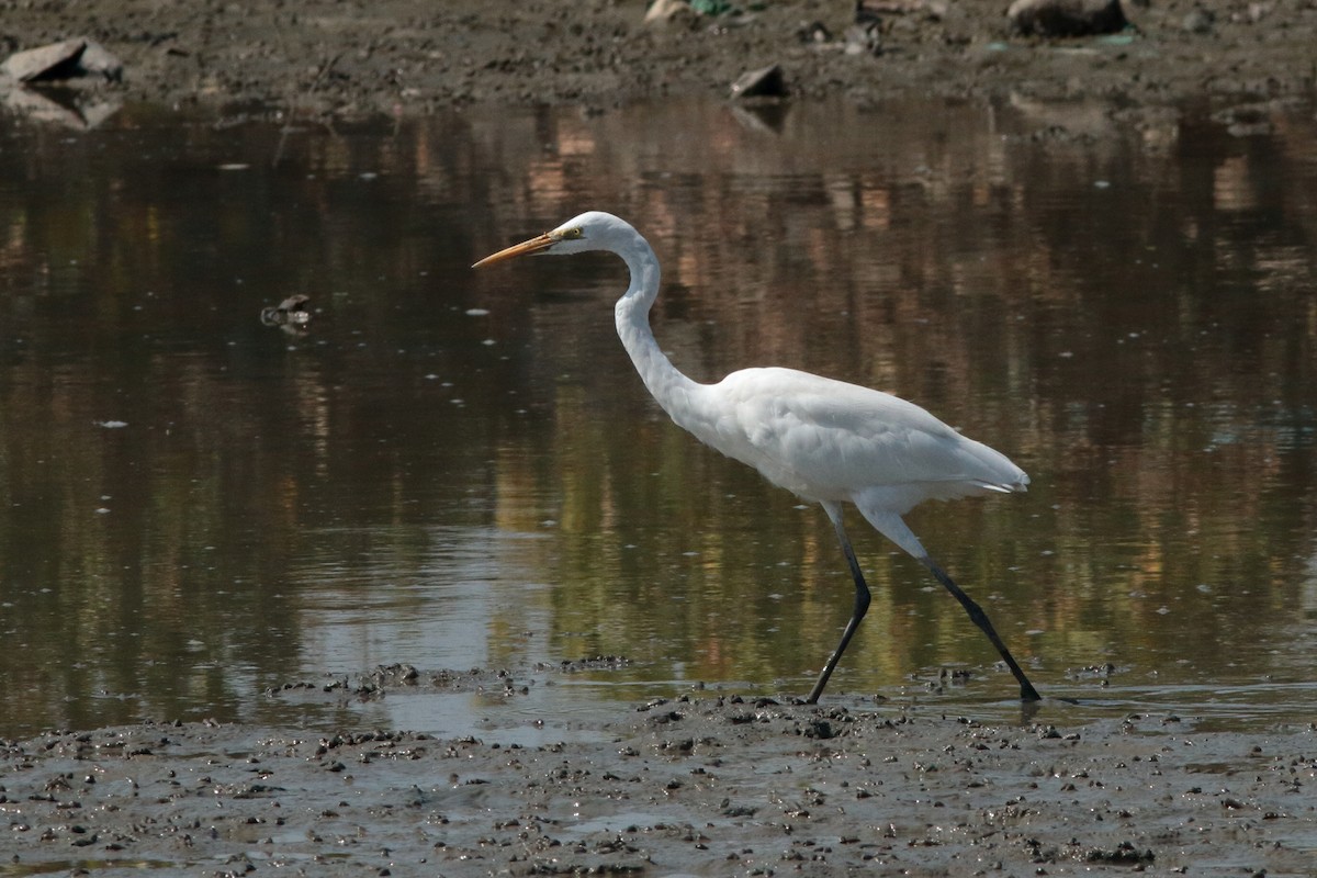 Great Egret - ML620611590