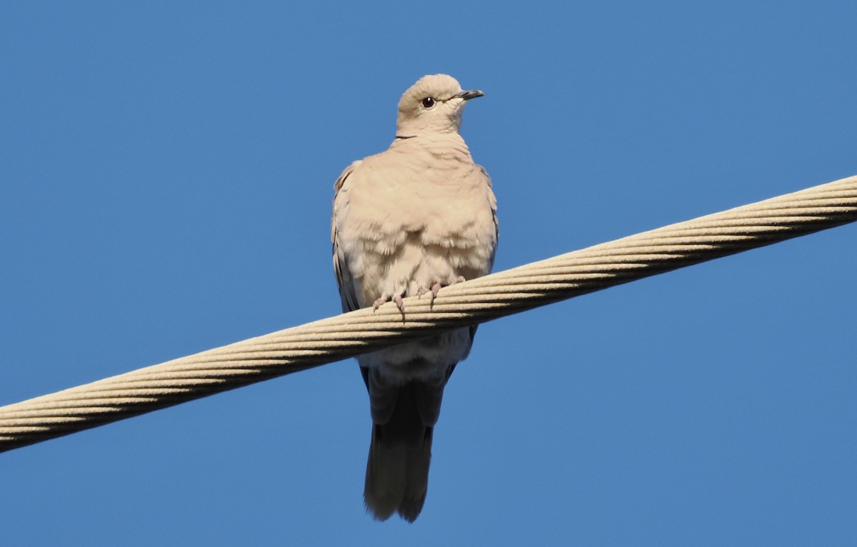 Eurasian Collared-Dove - ML620611593