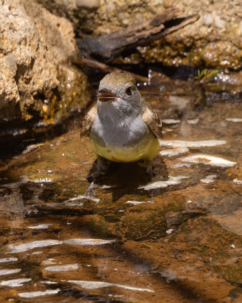 Great Crested Flycatcher - ML620611595