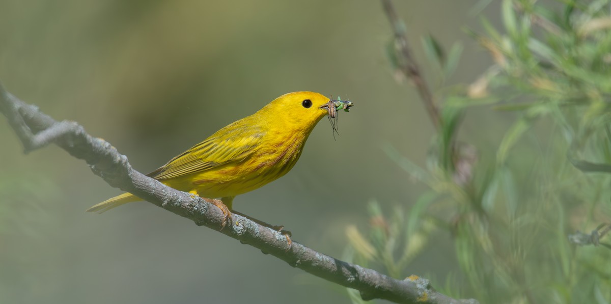 Paruline jaune - ML620611596