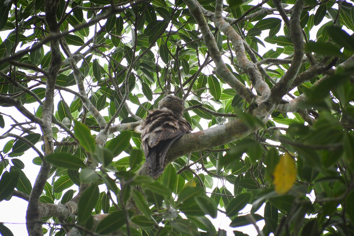 Great Potoo - ML620611600