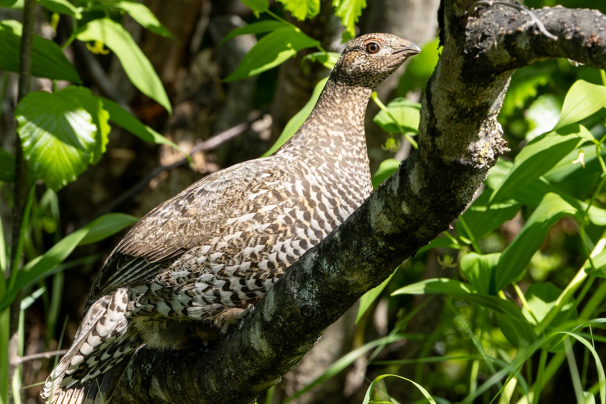 Spruce Grouse - ML620611603