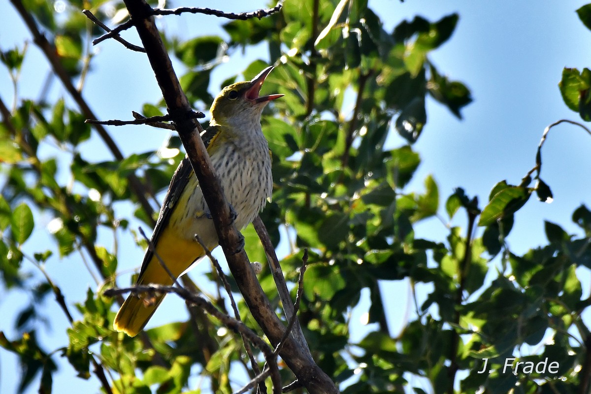 Eurasian Golden Oriole - ML620611605