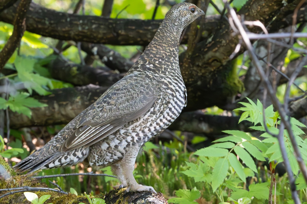 Spruce Grouse - ML620611606