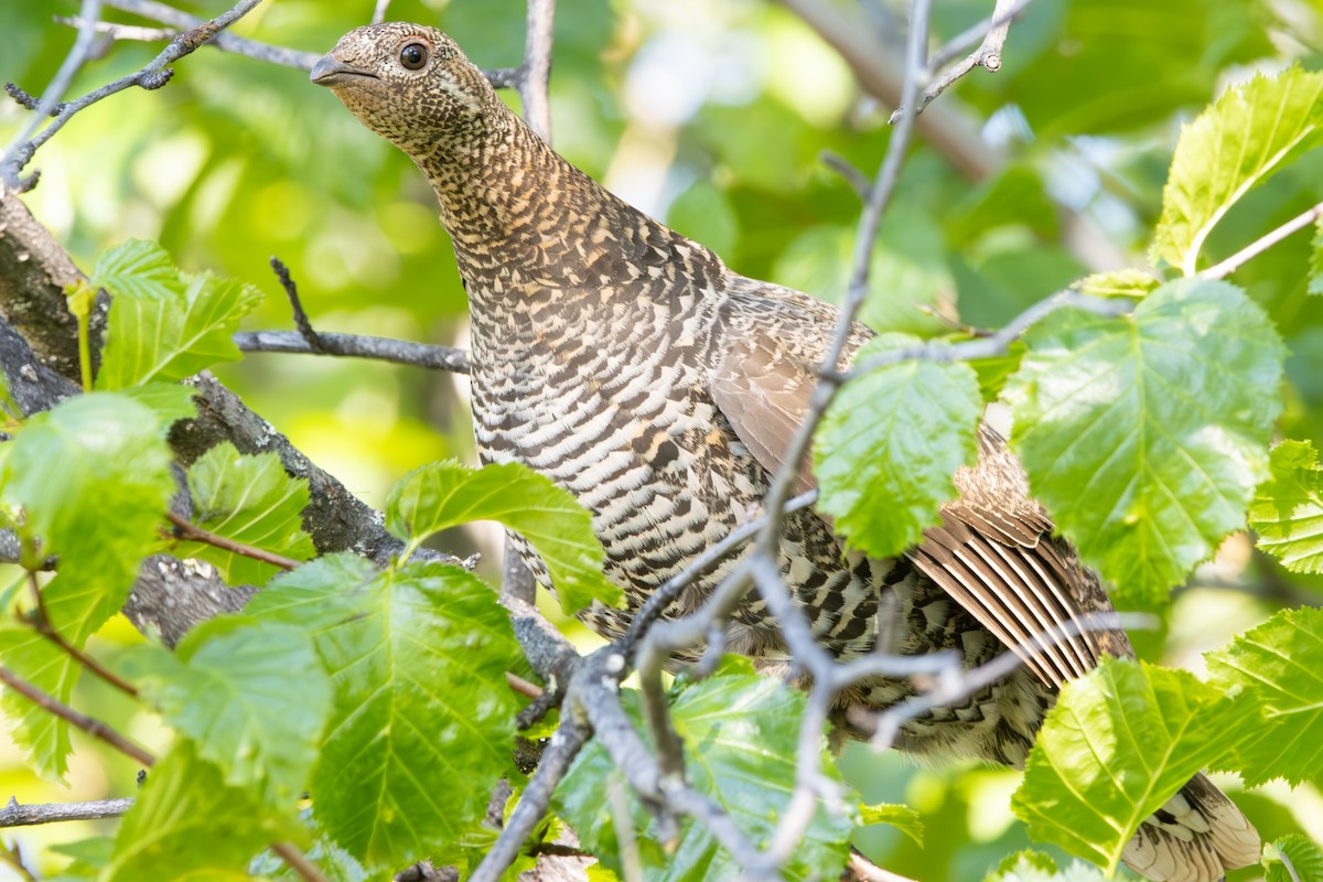 Spruce Grouse - ML620611607