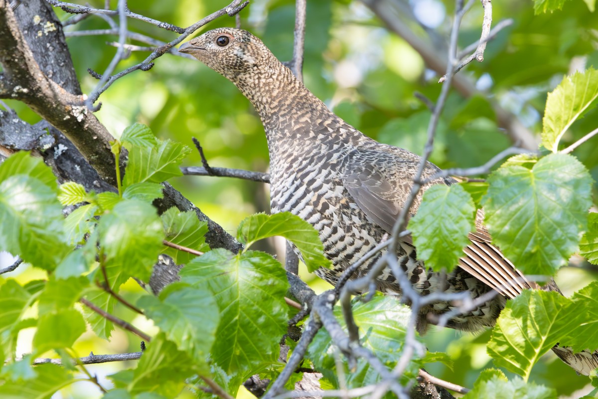 Spruce Grouse - ML620611608