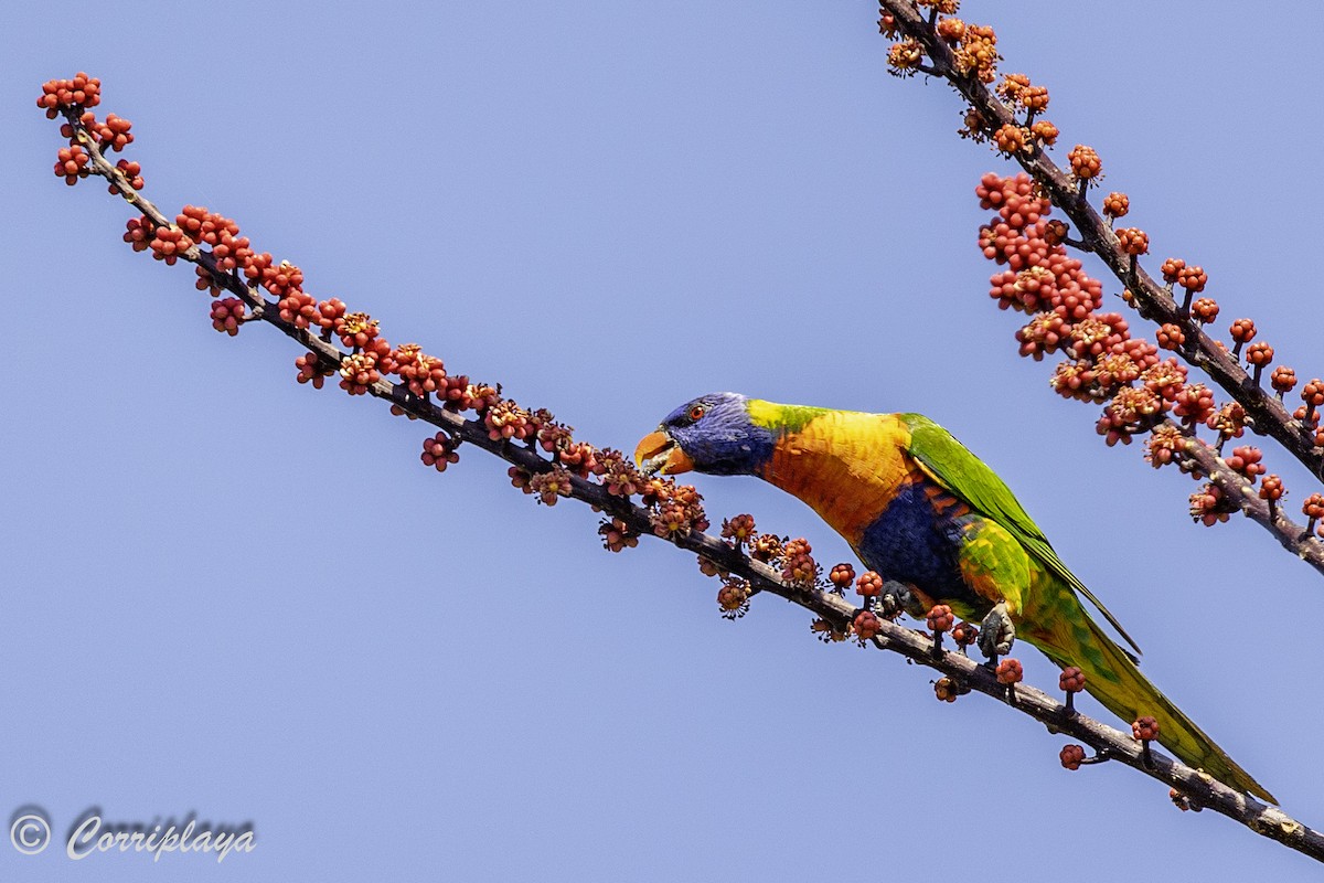 Rainbow Lorikeet - ML620611609