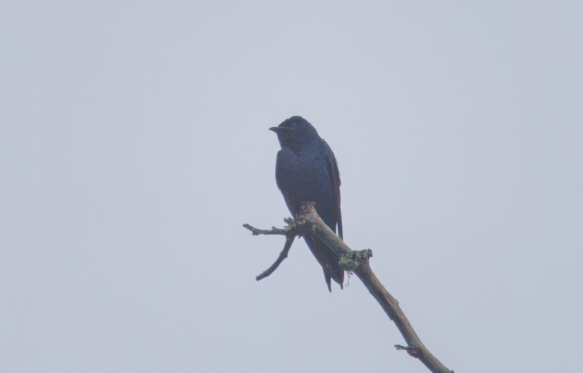 Purple Martin - ML620611618