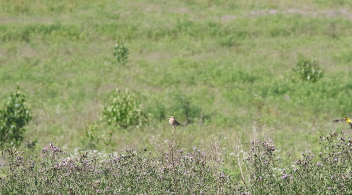 Grasshopper Sparrow - ML620611621