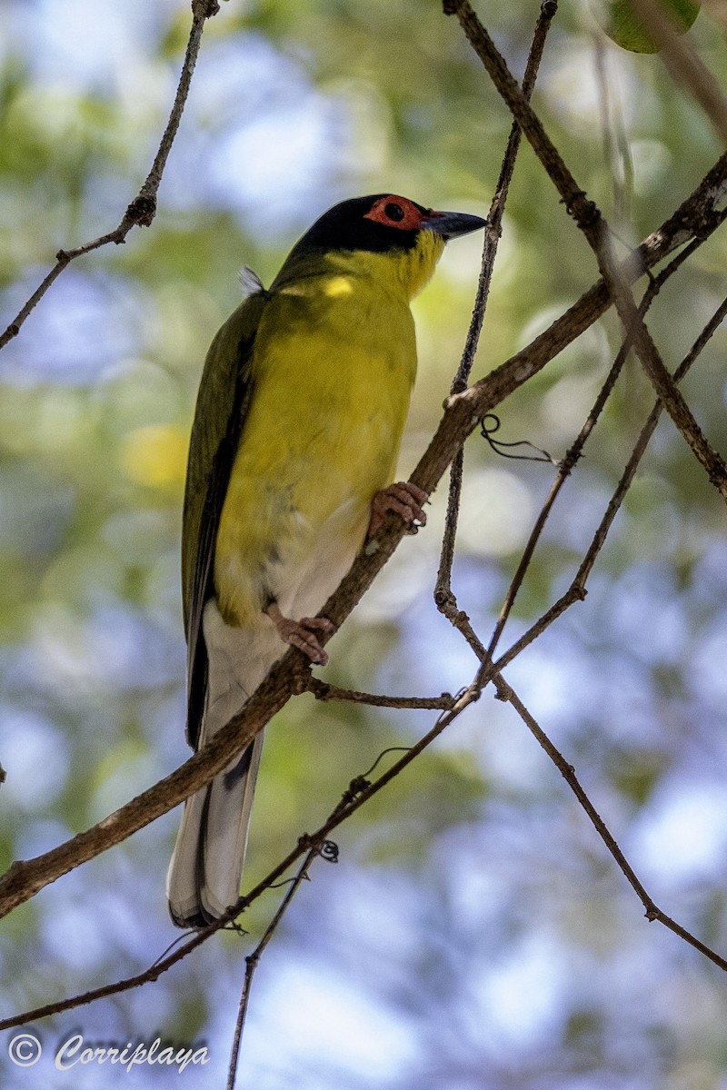 Australasian Figbird - Fernando del Valle