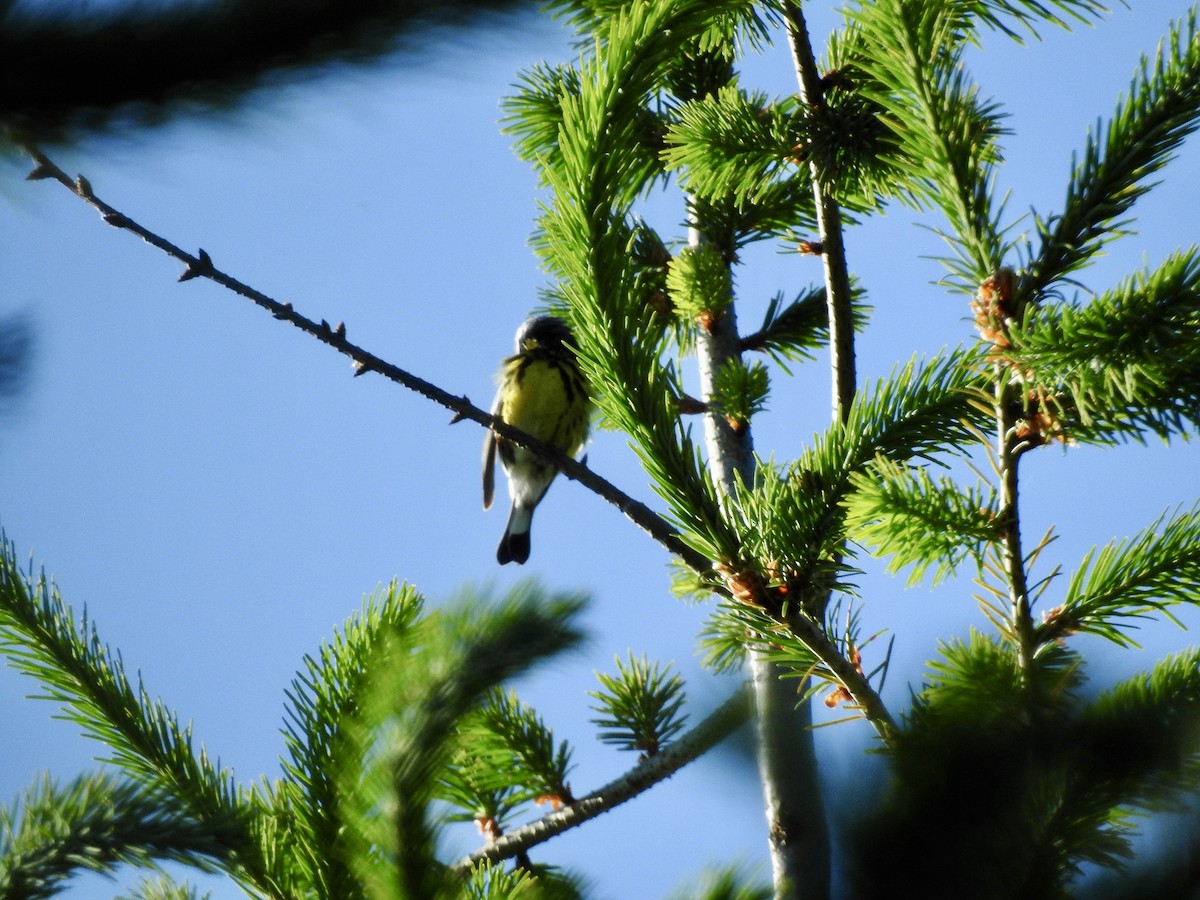 Magnolia Warbler - ML620611623