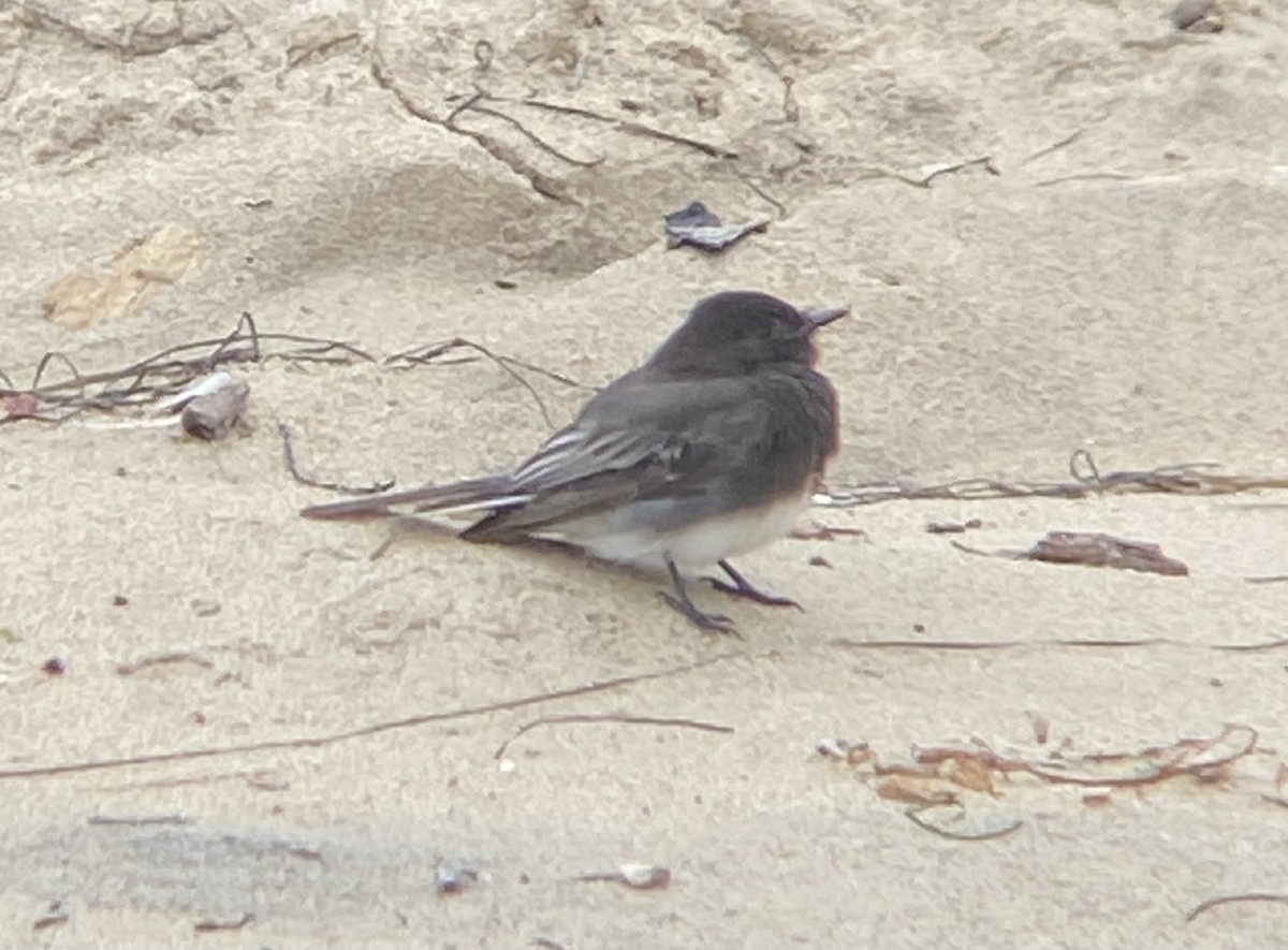 Black Phoebe - ML620611625