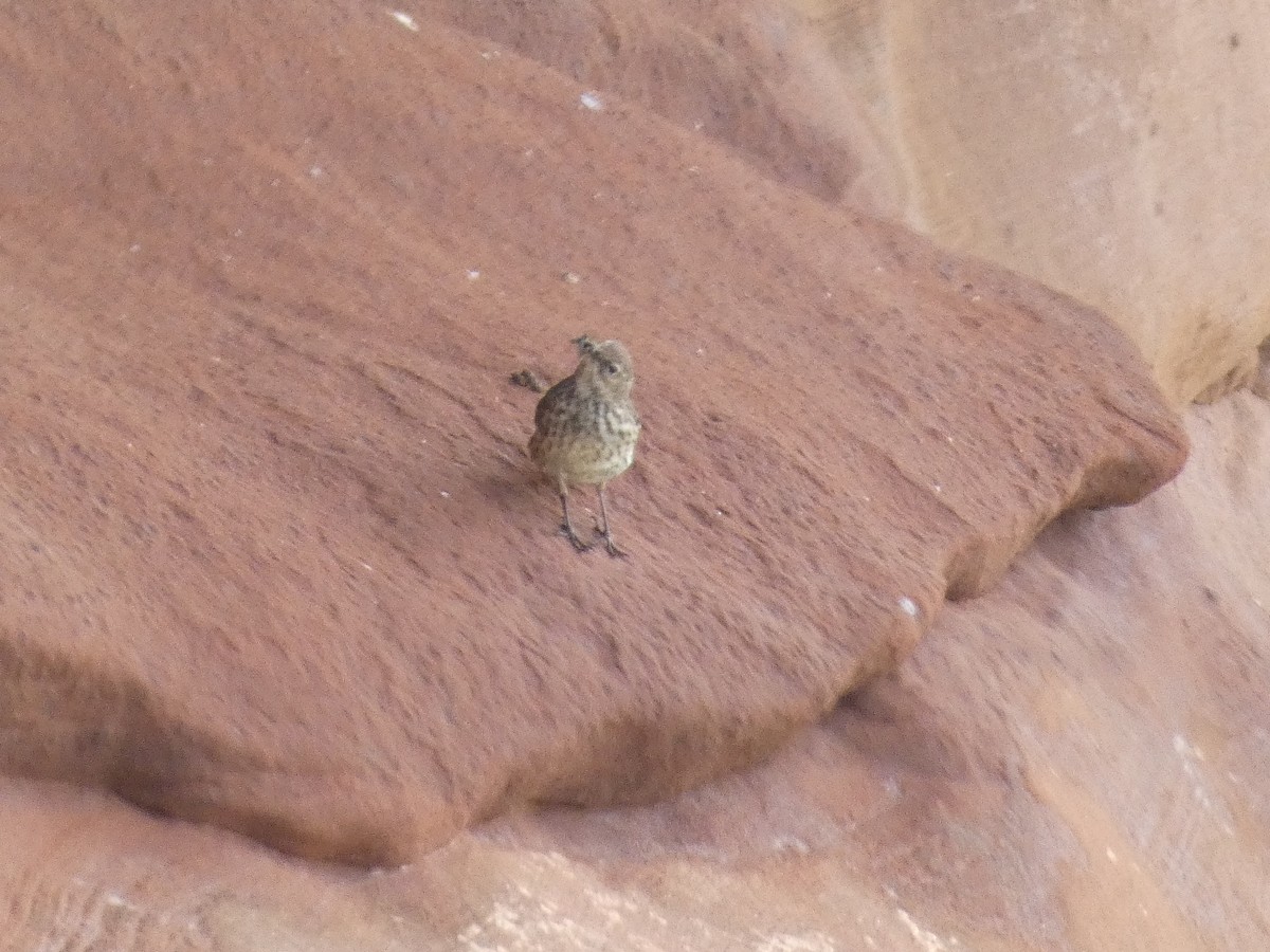 Rock Pipit - Mike Tuer