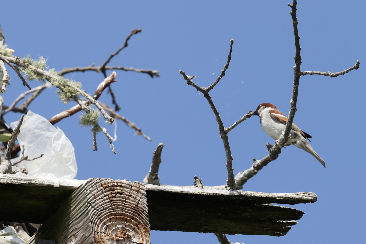 Moineau domestique - ML620611630